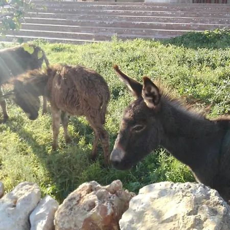 Iazzo Annunziatella * Laterza