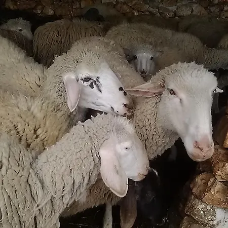 Iazzo Annunziatella * לטרצה